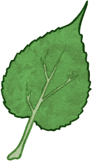 Illustration of a crabapple leaf.