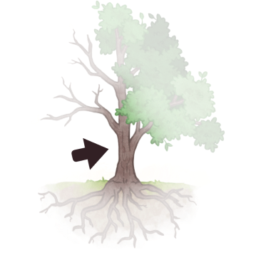 Illustration of a tree trunk