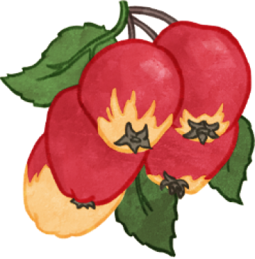 Dessin d'une pommette