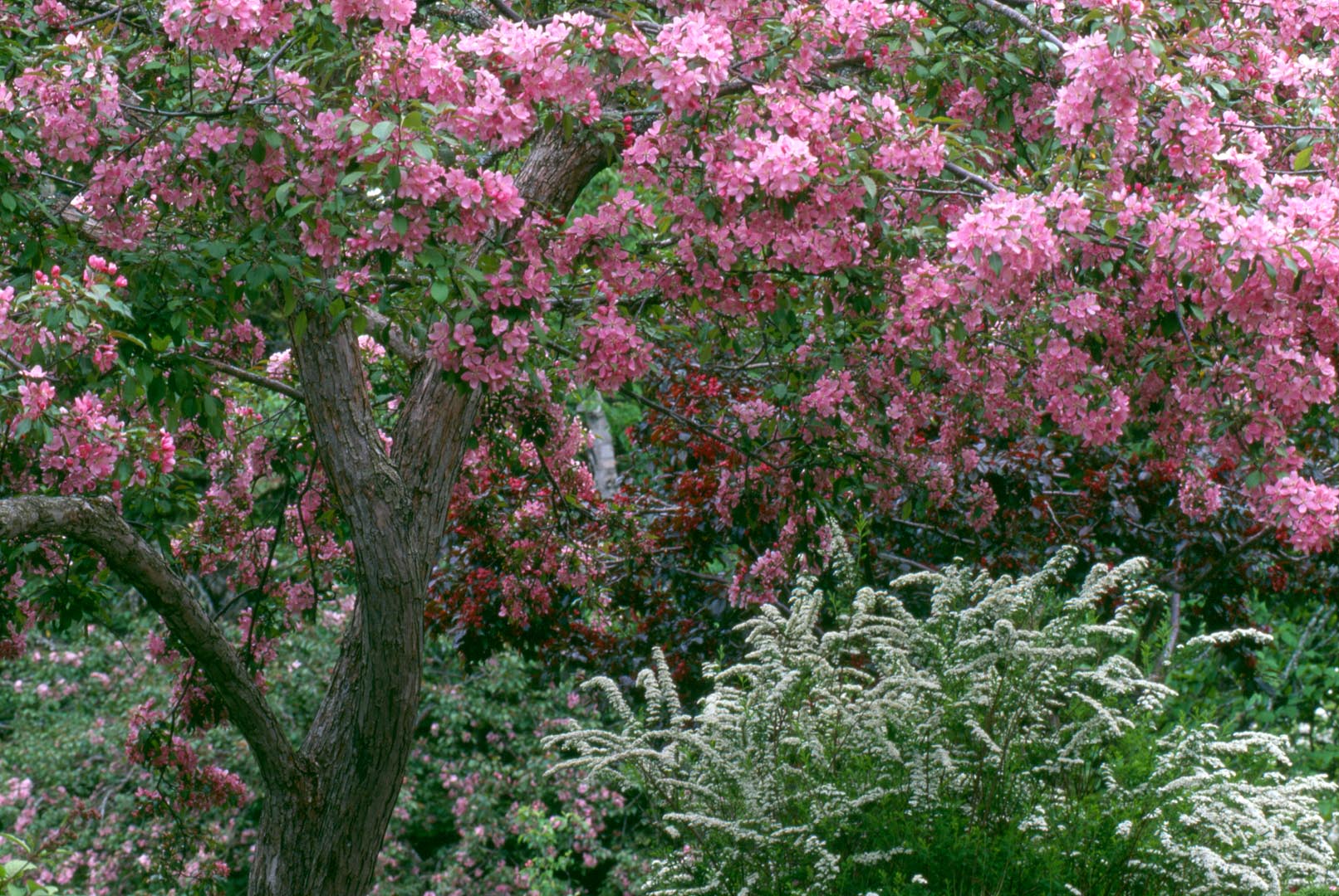 In this colour photograph, a crabapple tree stands prominently in the foreground, surrounded by lush green ferns. Another crabapple tree appears in the background, though only its blossoms are visible. The tree is in full bloom, with an abundance of flowers ranging in colour from deep red to soft pink.