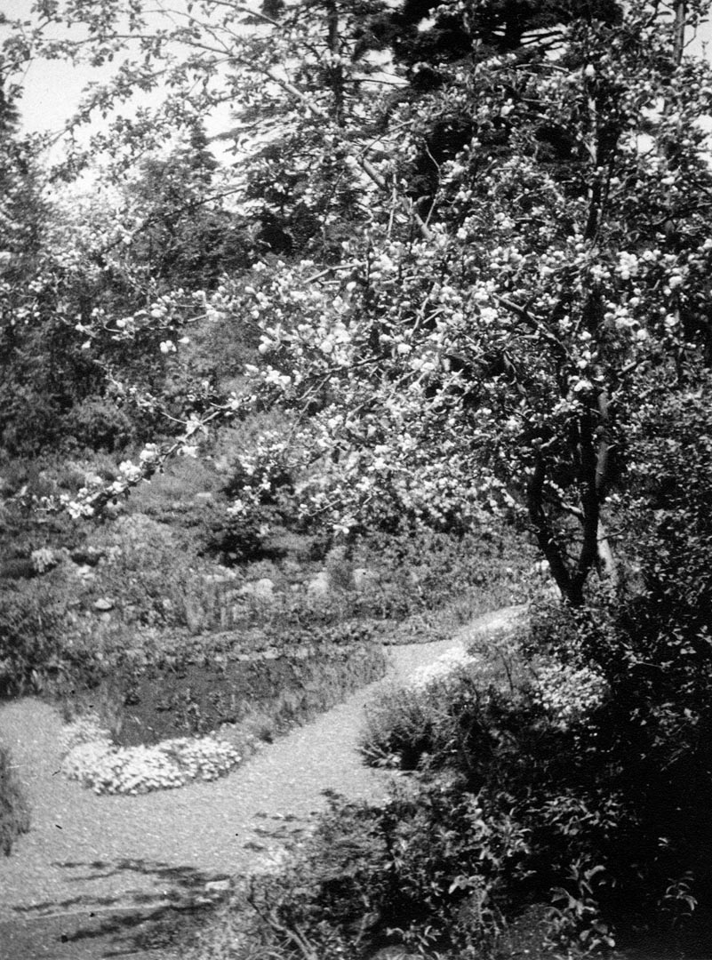 In this black-and-white archival photograph, a crabapple tree occupies the foreground on the right side of the image. This blooming crabapple is located in the Alpine Garden of the Reford Gardens. A gravel path forms a Y-shape. At the centre, there is a triangular flowerbed with a few emerging plants and a small cluster of pale flowers. Bushes cover a gentle slope, and tall spruces appear in the background.