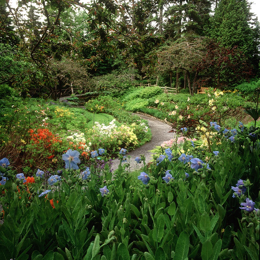 Photographie couleur du même secteur que celui représenté dans l’aquarelle. Au premier plan, plus d’une vingtaine de pavots bleus se tournent vers le soleil. Le sentier de petites roches traverse le Jardin des azalées. Au fond, le ruisseau Page coule tranquillement entre les arbres.