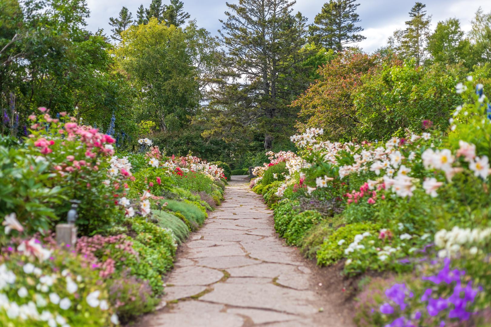 Sur cette photographie couleur, la symétrie de l’Allée royale tient la vedette. Le sentier de grandes pierres divise l’image en plein centre. Deux platebandes remplies de lis blancs et de roses sont bordées par des lilas.