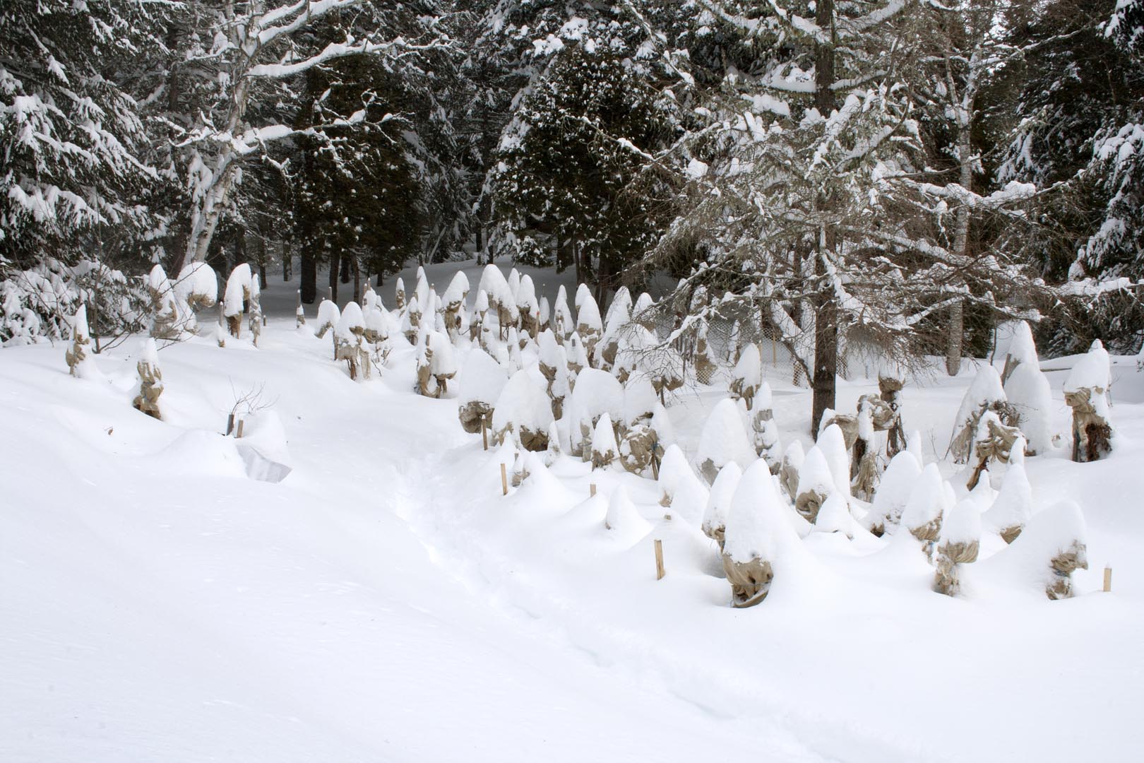 Sur cette photo hivernale, le Jardin des pavots bleus est enseveli sous la neige. Au fond, les branches des arbres sont couvertes de neige et des toiles protègent des plants de pavots.