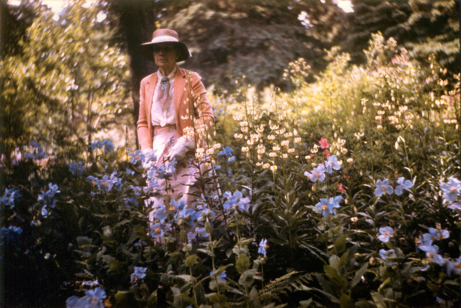 About thirty blooming blue poppies fill the foreground of this colour archival photograph. Elsie Reford is posing in her garden. She is wearing a sun hat and gardening gloves, and holding pruning shears. Elsie Reford is surrounded by white and pink flowers. In the background, a few spruce trees border the garden. Sunlight filters through their branches, illuminating the space.