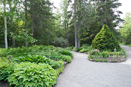 In this colour photograph, a grey gravel path separates two flowerbeds in the Entrance Garden. In the foreground, the left-hand bed stands out with its lush green plants and shrubs. A birch tree and some spruces are visible in the background. A few pink and white flowers are scattered throughout this area of the garden.