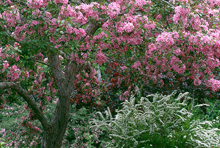 In this colour photograph, a crabapple tree stands prominently in the foreground, surrounded by lush green ferns. Another crabapple tree appears in the background, though only its blossoms are visible. The tree is in full bloom, with an abundance of flowers ranging in colour from deep red to soft pink.