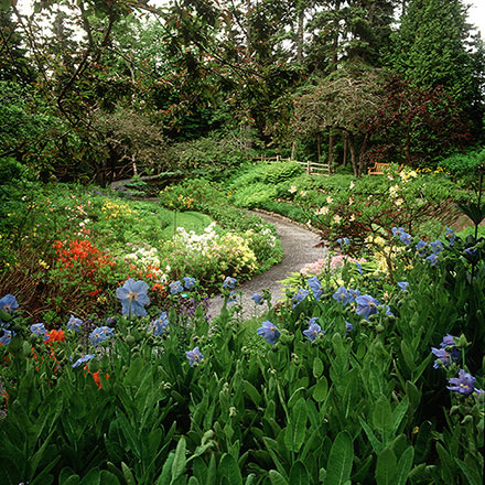 Photographie couleur du même secteur que celui représenté dans l’aquarelle. Au premier plan, plus d’une vingtaine de pavots bleus se tournent vers le soleil. Le sentier de petites roches traverse le Jardin des azalées. Au fond, le ruisseau Page coule tranquillement entre les arbres.