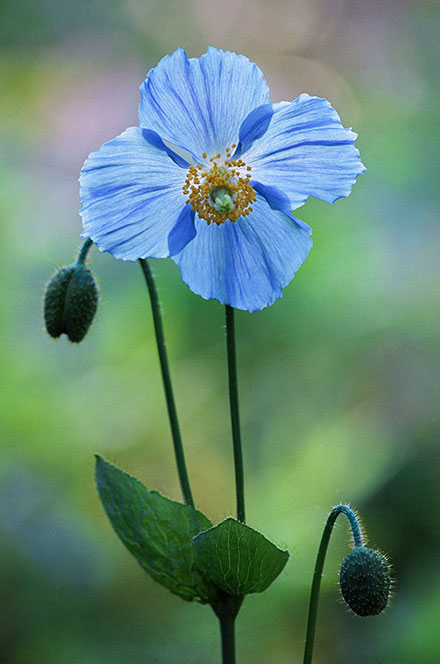 Photographie en gros plan d’un pavot bleu. La couleur des pétales ressemble à celle du ciel. Le centre est jaune. La tige est droite et les feuilles sont vertes et allongées.