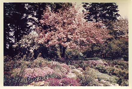 In this archival colour photograph, a variety of vibrant flowers fill the foreground. This is the Stream Garden of the Reford Gardens, where Page Stream flows through. A blooming crabapple tree stands proudly at the centre of the image, atop the slope. Beneath its branches, a green chair invites visitors to pause and take in the view of the Garden and Page Stream below. Tall spruces stretch across the background of the photograph.