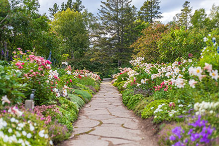 Sur cette photographie couleur, la symétrie de l’Allée royale tient la vedette. Le sentier de grandes pierres divise l’image en plein centre. Deux platebandes remplies de lis blancs et de roses sont bordées par des lilas.