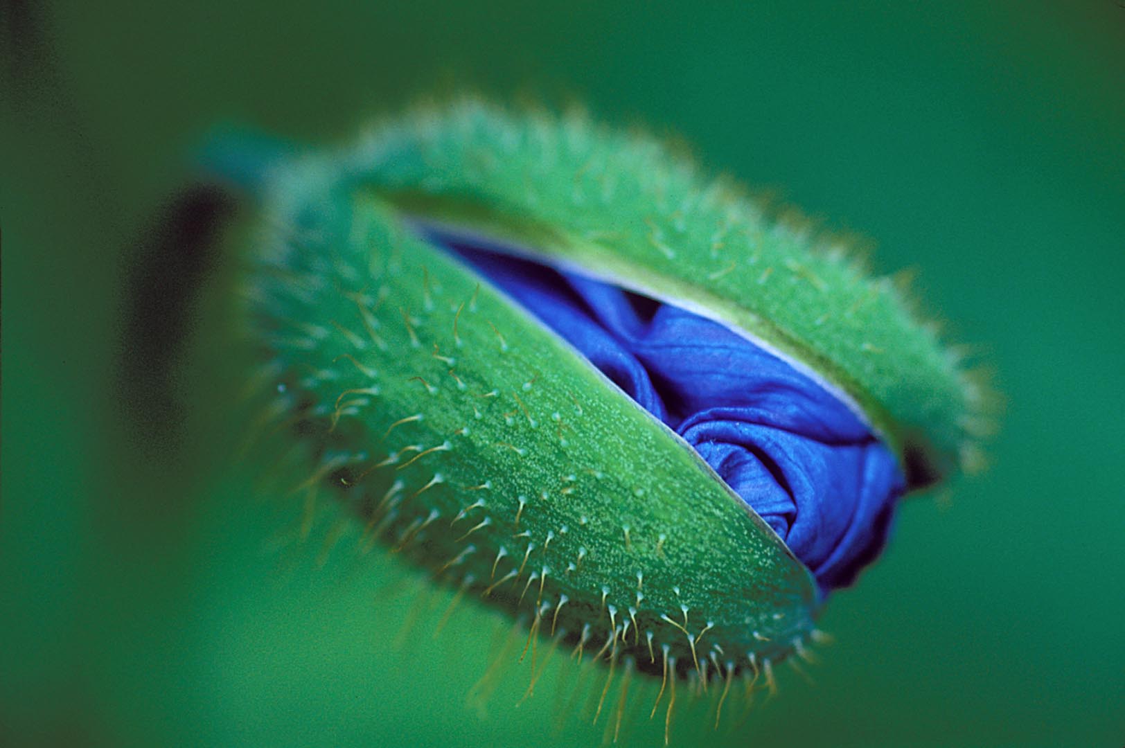 Sur ce gros plan, un bouton de pavot bleu est en train de s’ouvrir. Le vert du bouton et de la tige contraste avec le bleu des pétales. Ils sont bien emmitouflés dans le bouton qui est entrouvert.