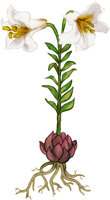 Dessin d'un lis royal