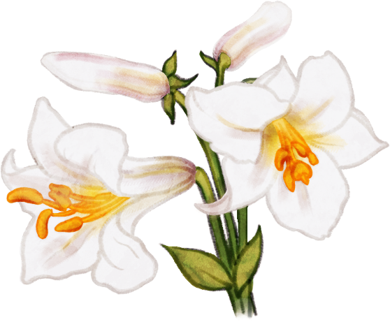 Dessin d'un lis royal