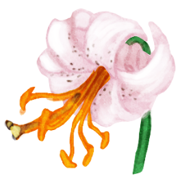 Illustration d’un lis martagon blanc