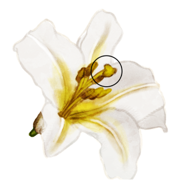 Dessin d'un stigmate