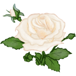 Illustration d’une rose blanche