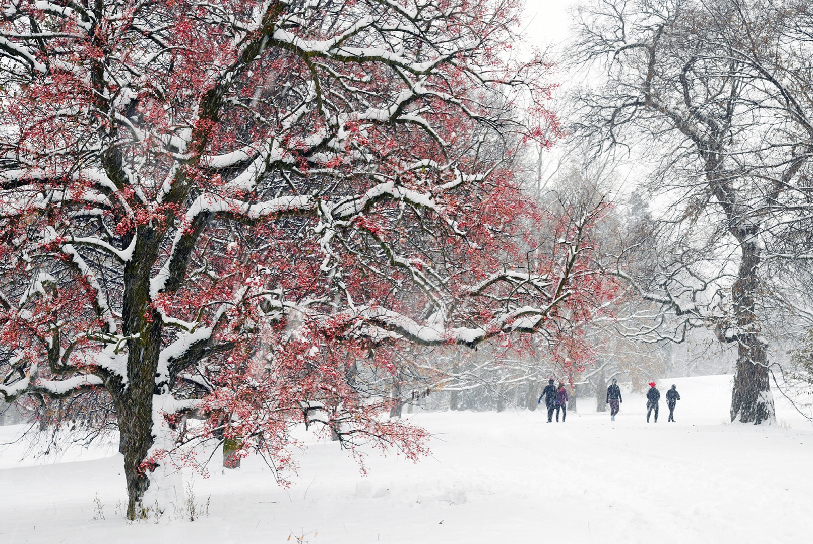 Sur cette photographie de l’Arboretum, les arbres sont ensevelis sous la neige et les sentiers en sont tous recouverts.