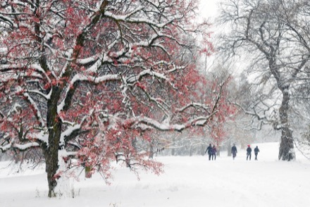Sur cette photographie de l’Arboretum, les arbres sont ensevelis sous la neige et les sentiers en sont tous recouverts.