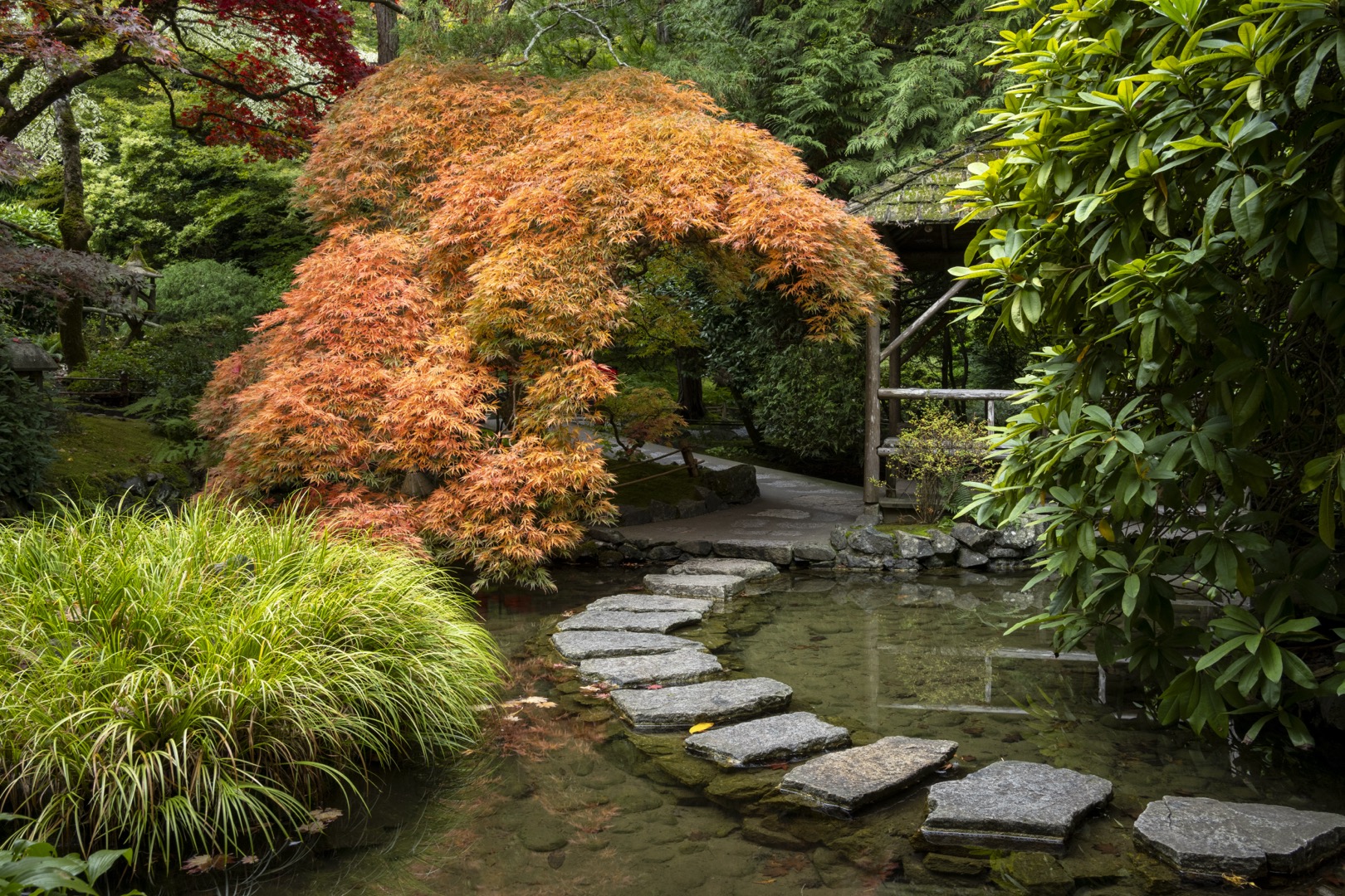 Sur cette photographie couleur, le sentier de pavés de roches occupe le premier plan. Il traverse un ruisseau calme. Un arbre aux feuilles orange se démarque, au fond. À droite, il y a un gazébo en bois. L’absence de plantes en fleur et la luminosité douce distinguent cette photographie automnale.