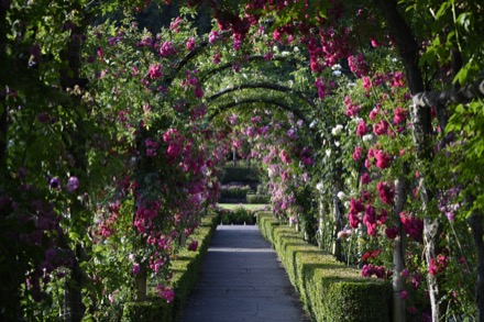 In this colour photograph, a flagstone path runs through the centre, framed by arches of rose bushes. These arches line the walkway, with brilliant reds and pinks brightening the garden. The roses are abundant and in full bloom.