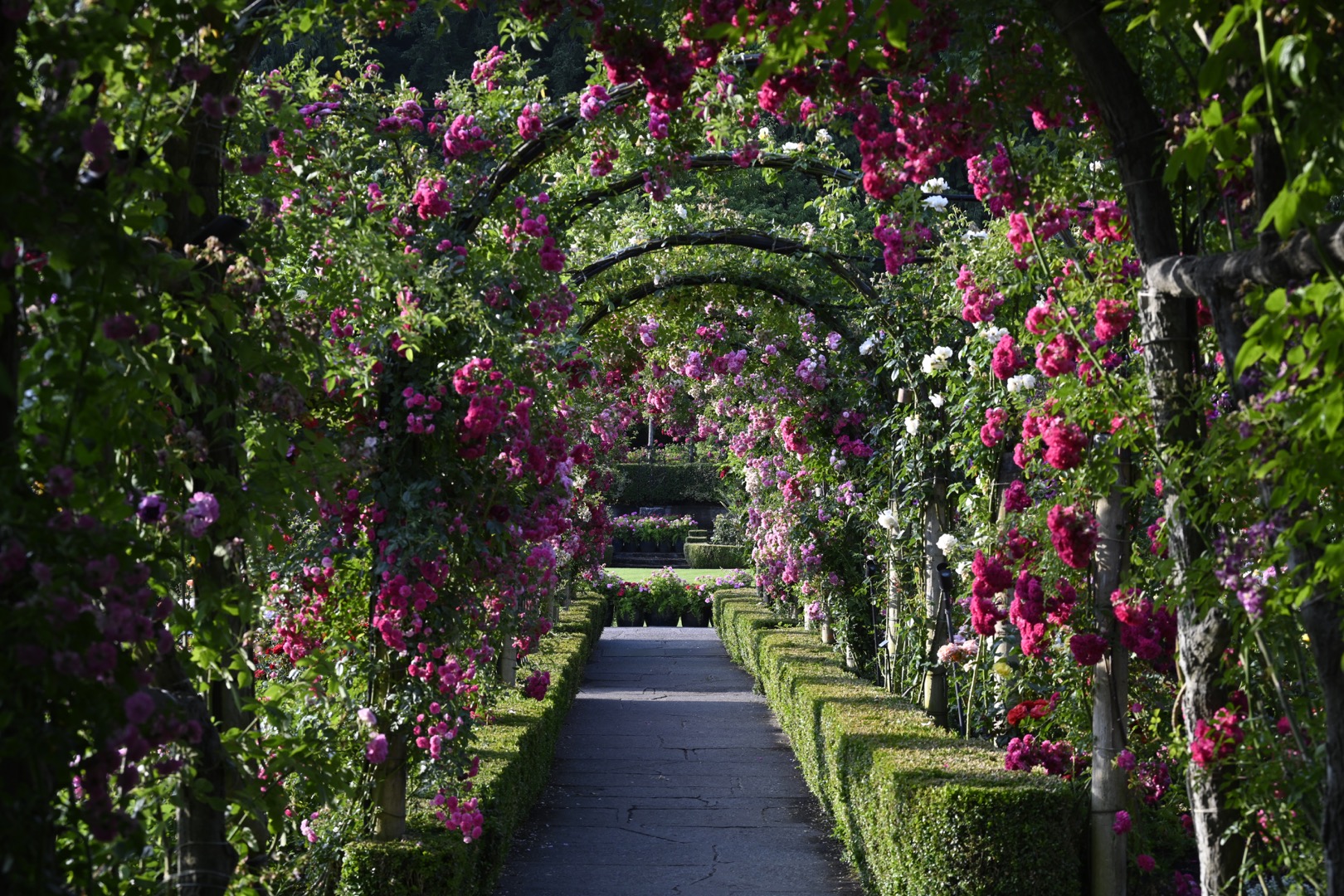 In this colour photograph, a flagstone path runs through the centre, framed by arches of rose bushes. These arches line the walkway, with brilliant reds and pinks brightening the garden. The roses are abundant and in full bloom.