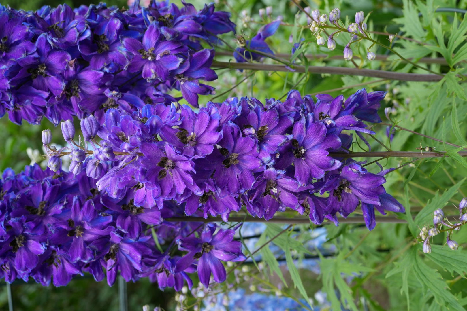 Close-up photograph of three delphinium plants