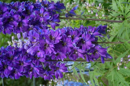 Close-up photograph of three delphinium plants