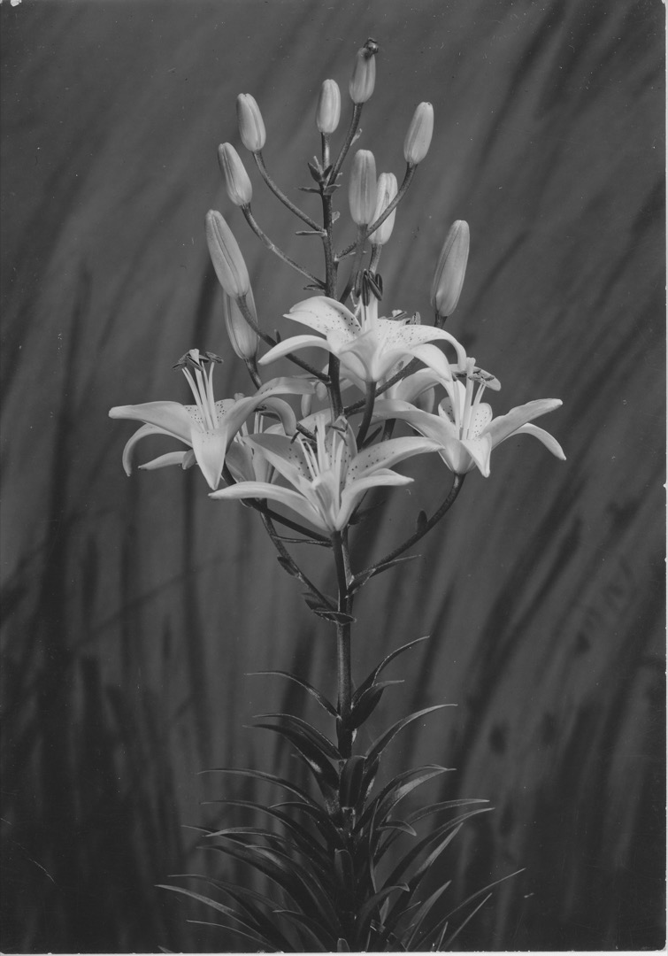 In this black-and-white photo, a ‘George C. Creelman’ lily is centred against a grey background. At the base of the plant, about fifteen leaves are visible. Higher up, white flowers and flower buds are present.