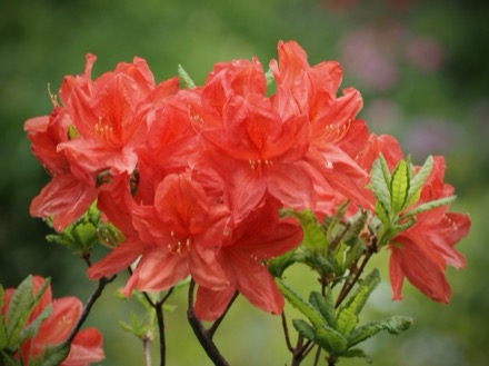 Photographie en gros plan d’azalées rouges