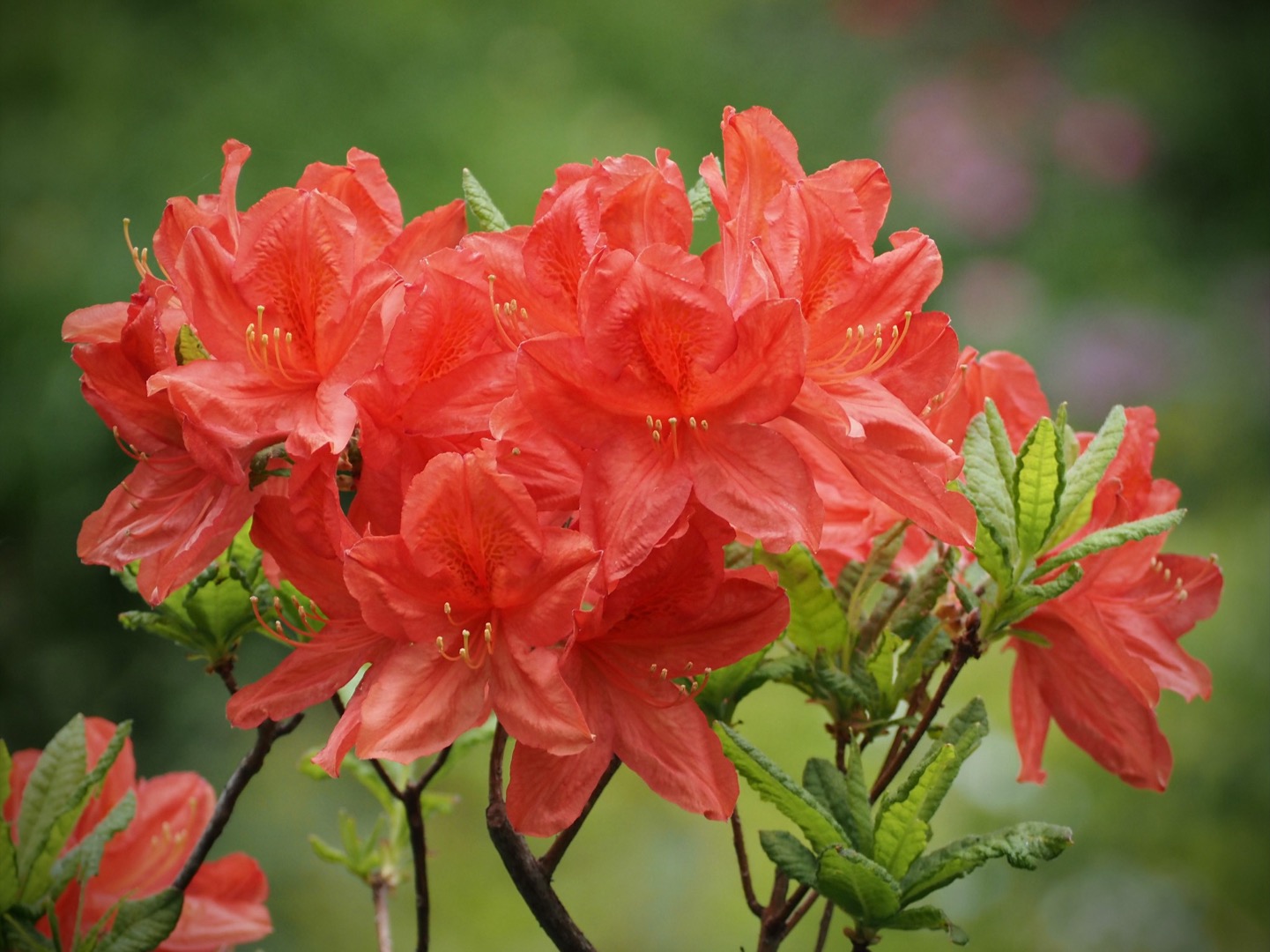 Photographie en gros plan d’azalées rouges