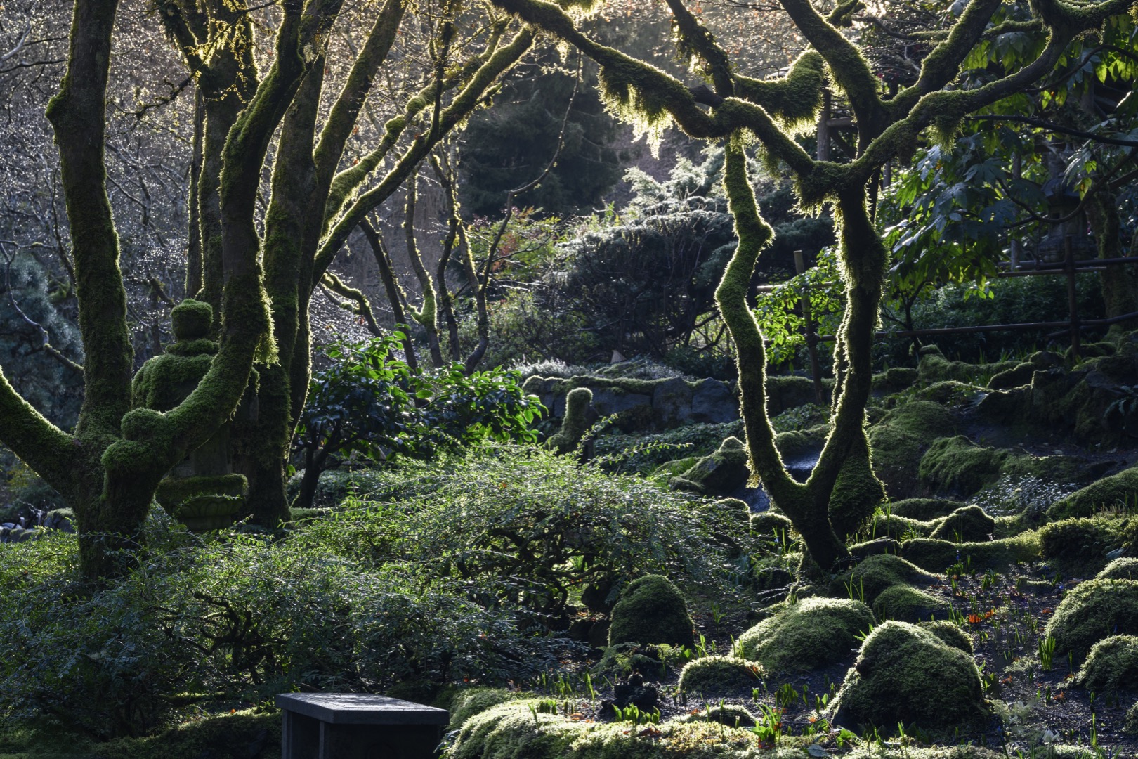 Sur cette photographie en couleur, le vert et le manque de luminosité dominent. Au premier plan, un banc en pierre est entouré d’arbustes et de petits plants. Les arbres sont dénudés : ils ont perdu leurs feuilles. Un hiver doux transparaît sur cette image.