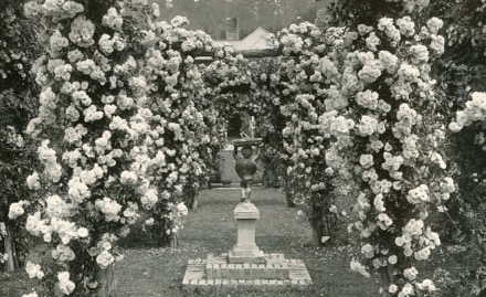 In this black-and-white photograph, a cherub holds a sundial at the centre of the composition. The cherub faces away from the camera. It stands on a podium surrounded by rose bushes. These rose bushes form a pathway leading to a house visible in the background.