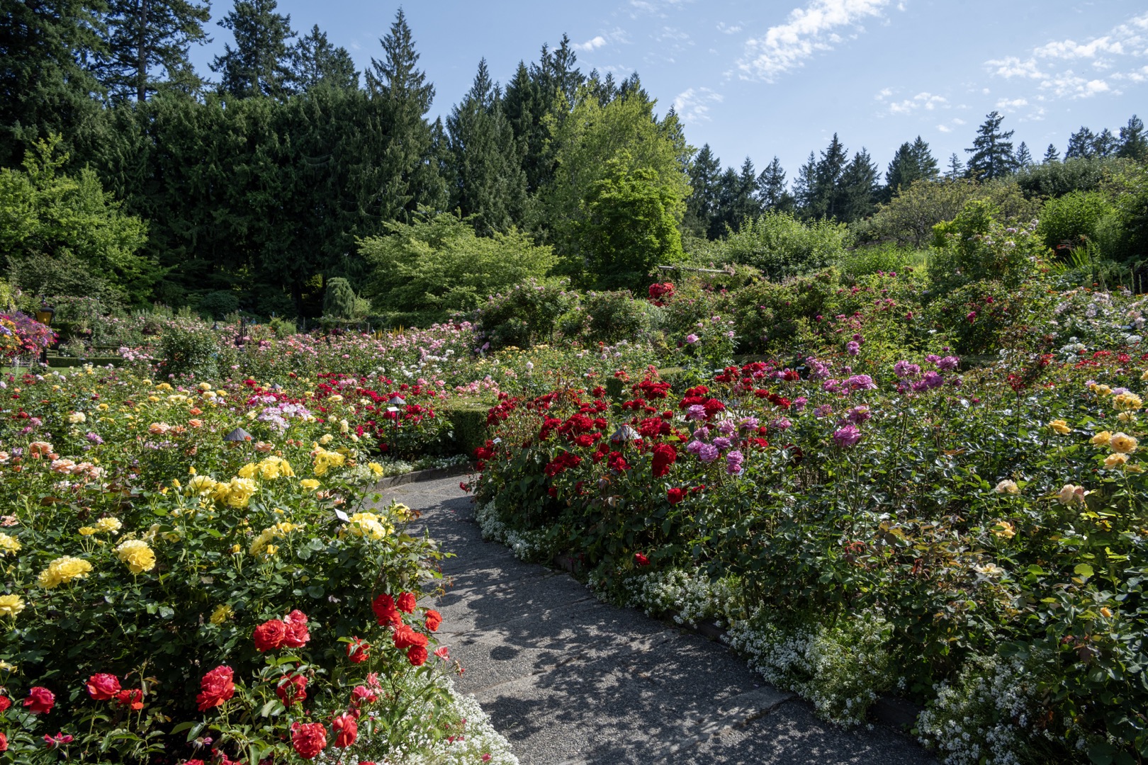 In this colour photograph, another section of the rose garden is shown. A winding path meanders through the garden, lined with numerous rose bushes in full bloom. Yellow, red, pink, white—roses of various colours alternate throughout the garden. In the background, a mix of trees and shrubs defines the space.