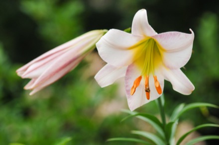 Photographie en gros plan d’un lis royal en pleine floraison.