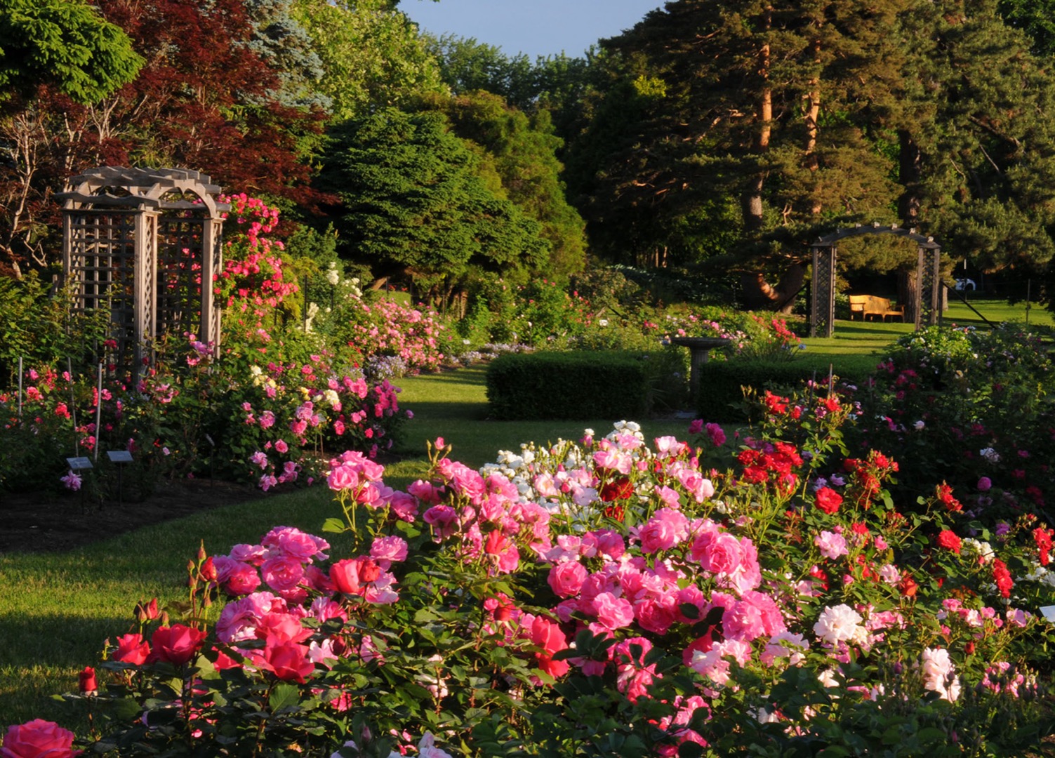 At the centre of this photograph, lush rose bushes fill the foreground. Their red, pink, and white blooms bring harmony to the garden. In the background, two wooden arches are surrounded by roses of various sizes. Grassy pathways allow visitors to walk through the space.