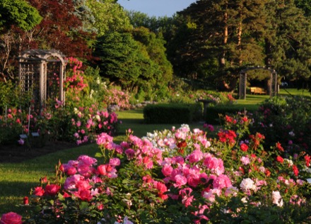 At the centre of this photograph, lush rose bushes fill the foreground. Their red, pink, and white blooms bring harmony to the garden. In the background, two wooden arches are surrounded by roses of various sizes. Grassy pathways allow visitors to walk through the space.
