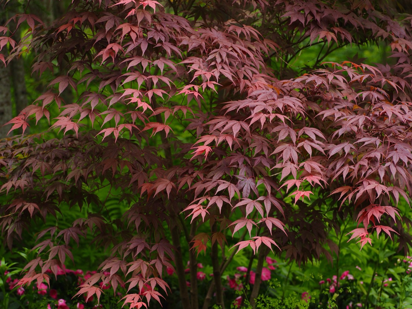 Photographie en gros plan d’un érable du Japon dont le feuillage est rouge.