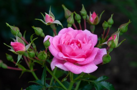 A close-up photograph of a rose in full bloom, surrounded by flower buds about to open.