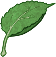 Dessin d'une feuille de pommetier