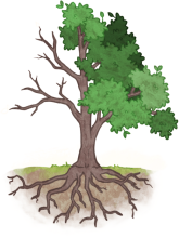 Dessin d'un pommetier dont seule la moitié droite est en feuilles.