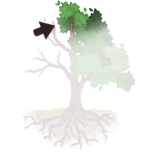 Dessin d'une couronne d'arbre