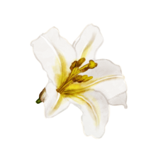 Dessin d'un lis royal