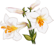 Dessin d'un lis royal