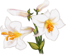 Dessin d'un lis royal