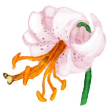 Illustration d’un lis martagon blanc