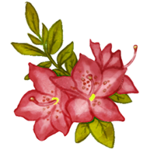 Dessin d'une azalée