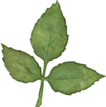 Dessin d'une feuille