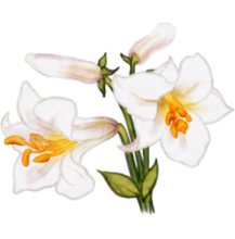 Dessin d'un pédoncule