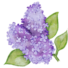 Illustration d’un lilas
